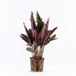 קלתיאה אינסיגניס