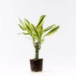 דרצנה יילו קוסט