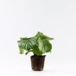 קלתיאה אורביפולה