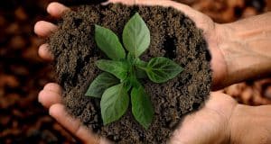 5 המלצות על שתילה מחדש של צמחים