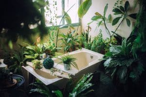 איזה צמחים מתאימים לאמבטיה או לשירותים?