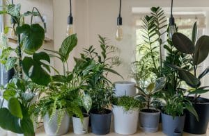 אילו צמחי בית מטהרים אוויר בצורה הטובה ביותר?