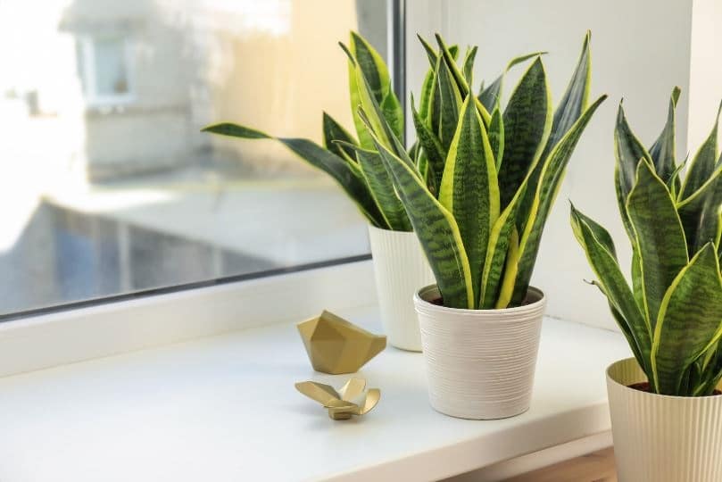 יתרונות של צמחי בית המטהרים את האוויר שלנו בבית או במשרד