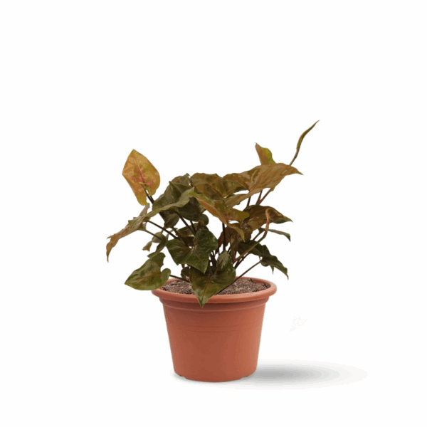 סינגוניום אדום (Red Syngonium)