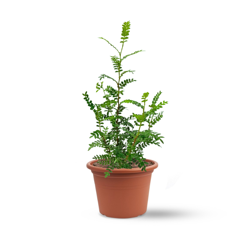 פלפלון סיני (Zanthoxylum)